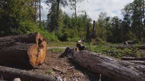 Best Tree Mulching  in West Point, VA