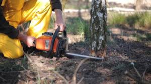 Best Arborist Consultation Services  in West Point, VA