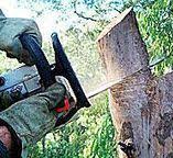 Best Root Management and Removal  in West Point, VA