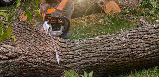 Best Tree Removal  in West Point, VA