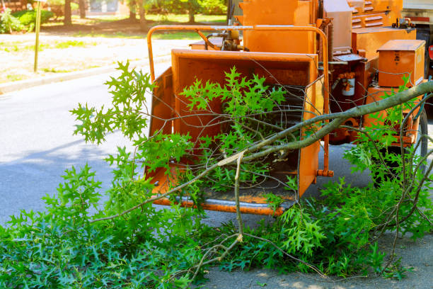 Best Lawn Grading and Leveling  in West Point, VA