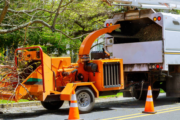 Best Tree Preservation Services  in West Point, VA