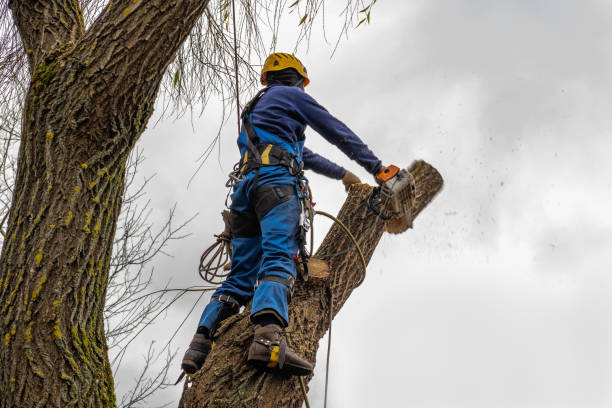 Best Tree Disease Treatment  in West Point, VA
