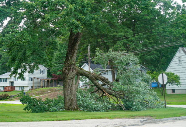 Best Hazardous Tree Removal  in West Point, VA