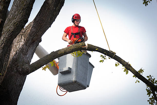 Trusted West Point, VA Tree Services Experts