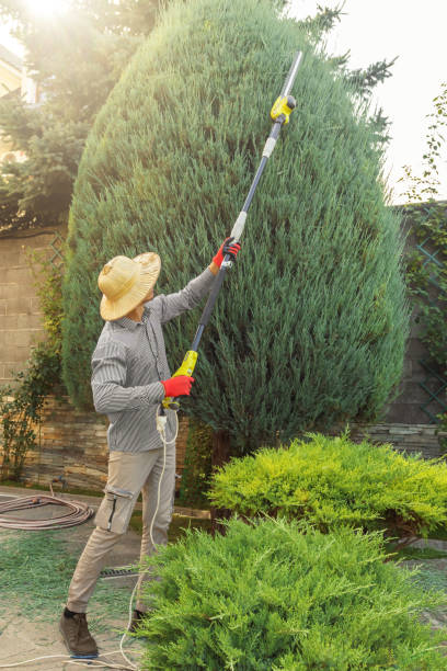 Best Lawn Mowing  in West Point, VA
