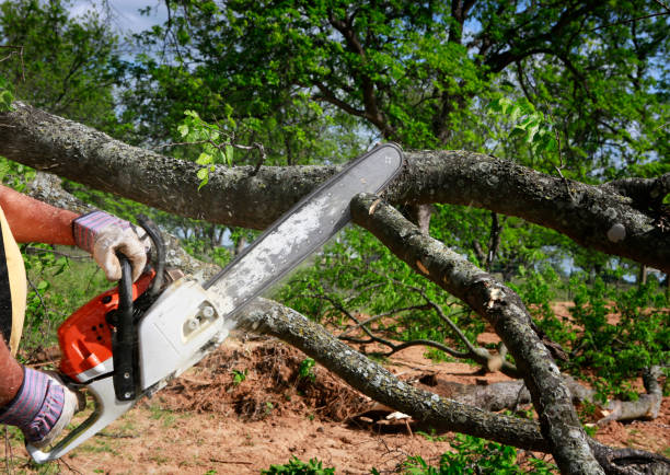 Lawn Pest Prevention in West Point, VA
